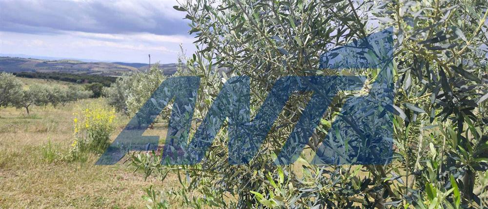 Χαλκιδική: Καταστροφικό χαλάζι στα Βράσταμα