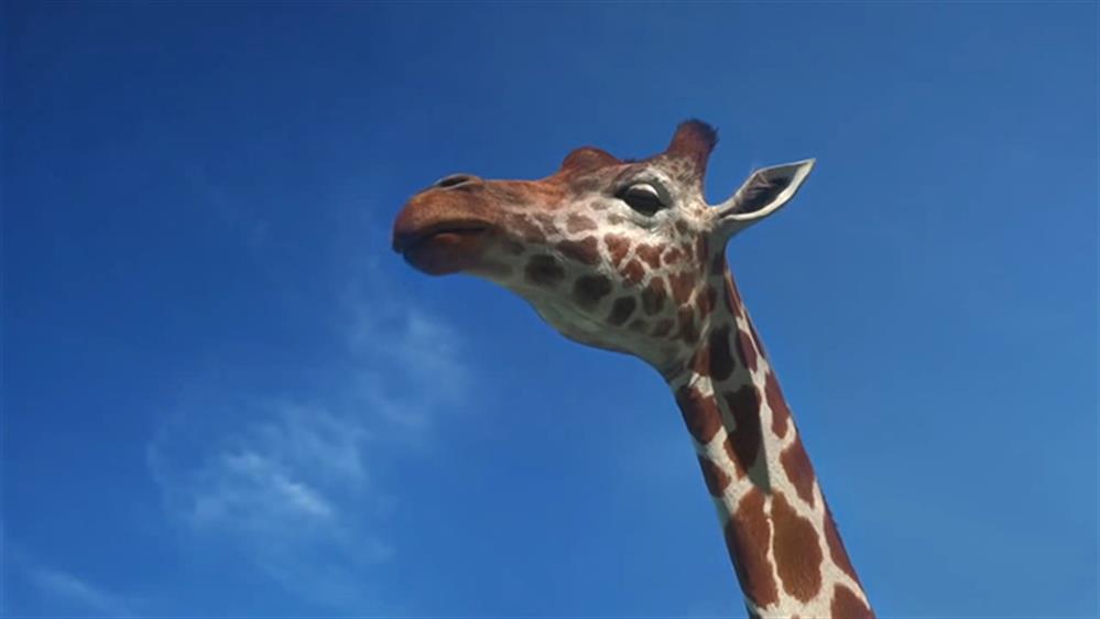 Ελέφαντες - ζώα - επικίνδυνα αθλήματα