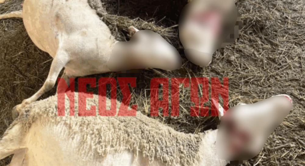 Εικόνες - Πρόβατα