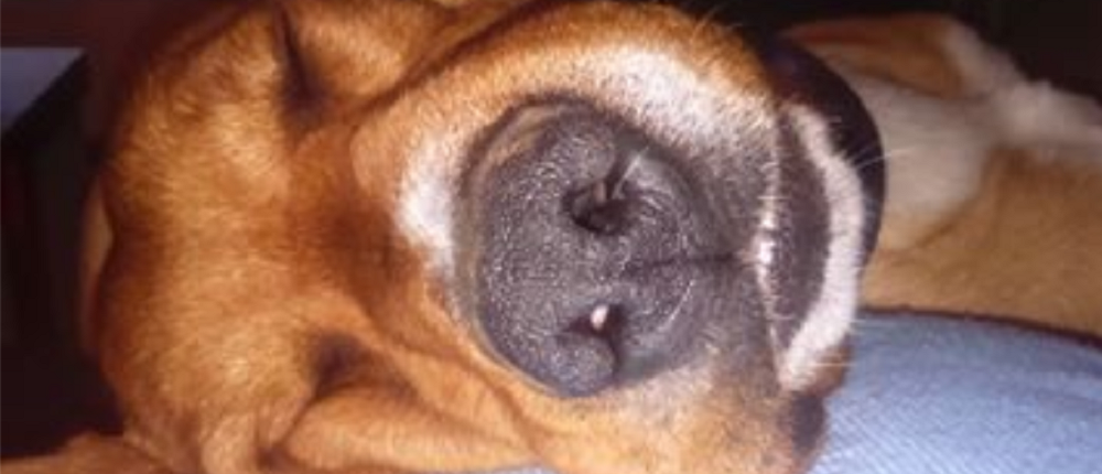 σκυλί - ύπνος - όνειρα - Όσκαρ