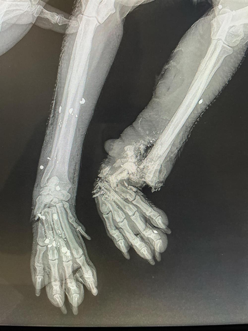 Ηράκλειο - Κακοποίηση - ζώου Ηράκλειο - Κακοποίηση - ζώου