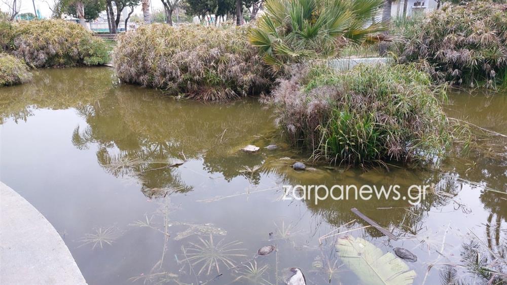 ΧΑΝΙΑ - ΝΕΚΡΕΣ ΧΕΛΩΝΕΣ - ΣΚΟΥΠΙΔΙΑ ΧΑΝΙΑ - ΝΕΚΡΕΣ ΧΕΛΩΝΕΣ - ΣΚΟΥΠΙΔΙΑ