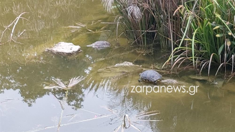ΧΑΝΙΑ - ΝΕΚΡΕΣ ΧΕΛΩΝΕΣ - ΣΚΟΥΠΙΔΙΑ ΧΑΝΙΑ - ΝΕΚΡΕΣ ΧΕΛΩΝΕΣ - ΣΚΟΥΠΙΔΙΑ