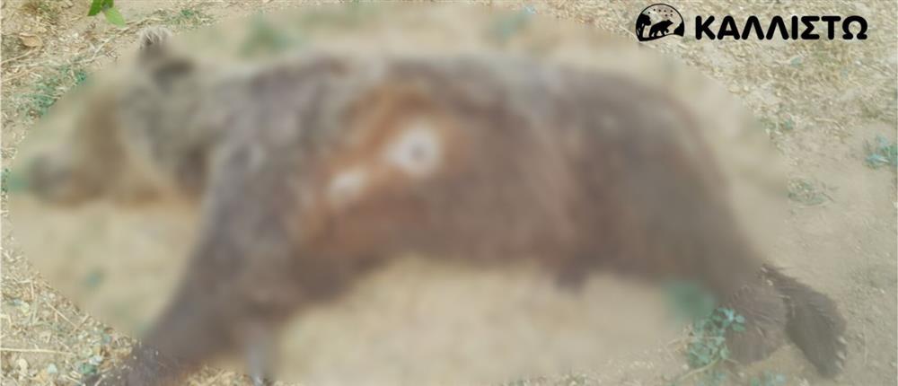 Νεκρή αρκούδα - Καστοριά