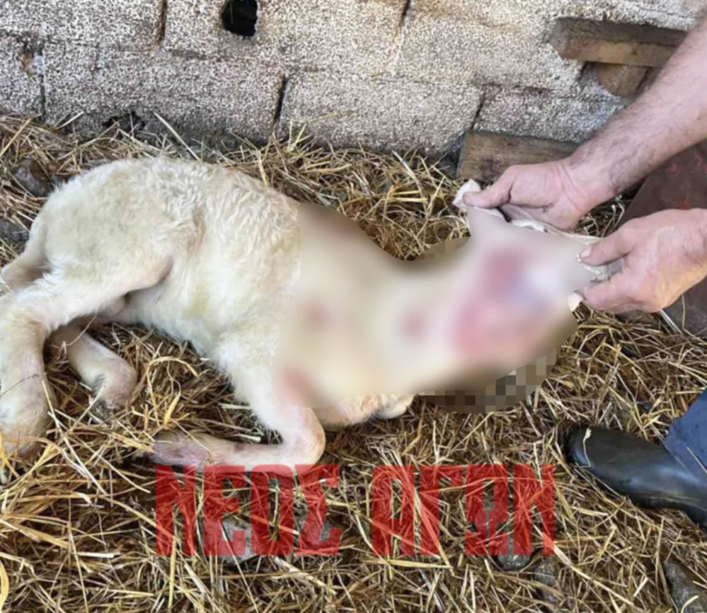 Εικόνες - Πρόβατα