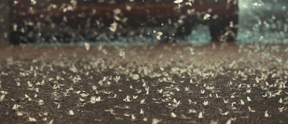 Έντομα - Λάρισα Έντομα - Λάρισα