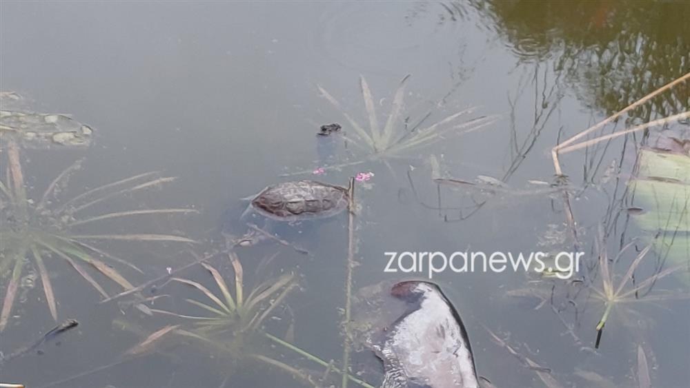 ΧΑΝΙΑ - ΝΕΚΡΕΣ ΧΕΛΩΝΕΣ - ΣΚΟΥΠΙΔΙΑ ΧΑΝΙΑ - ΝΕΚΡΕΣ ΧΕΛΩΝΕΣ - ΣΚΟΥΠΙΔΙΑ