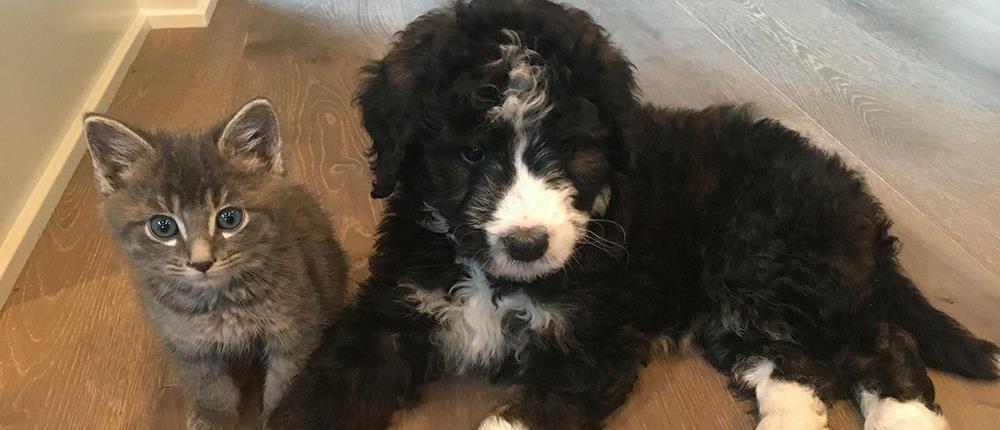 AP - Κατοικίδια AP - Κατοικίδια