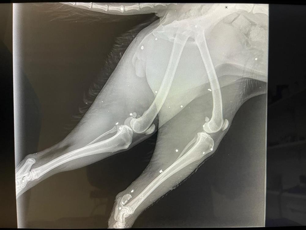 Ηράκλειο - Κακοποίηση - ζώου Ηράκλειο - Κακοποίηση - ζώου