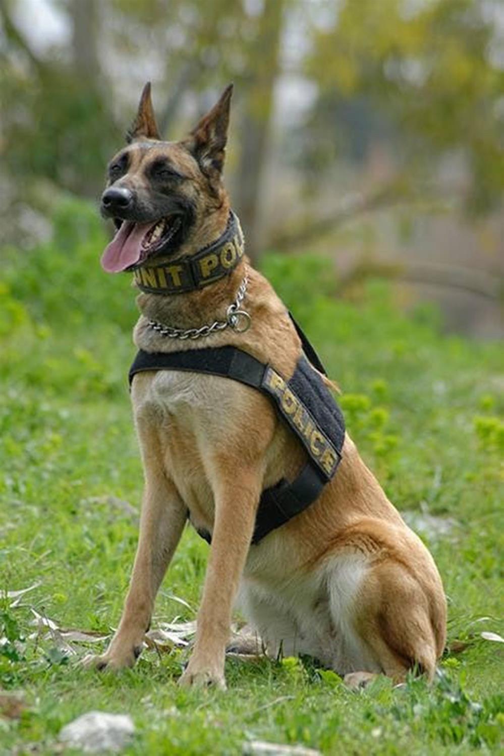 ΕΦΥΓΕ Η Κ-9 TOY  ΛΙΜΕΝΙΚΟΥ «UGLY»