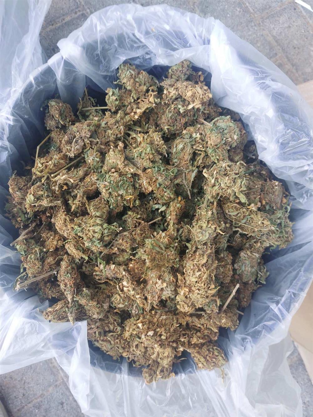 Ινδική κάνναβη - αποχέτευση - Κρήτη Ινδική κάνναβη - αποχέτευση - Κρήτη