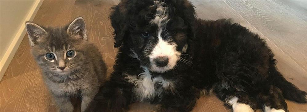 AP - Ζώα AP - Ζώα