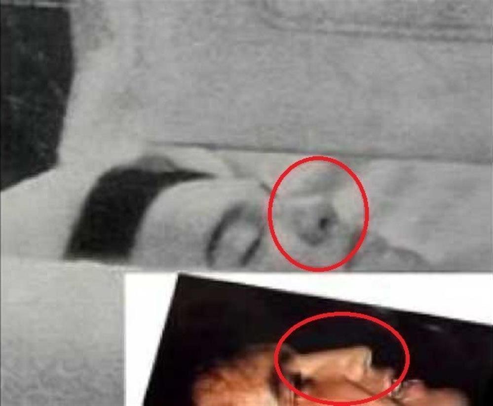 Έλβις Έλβις