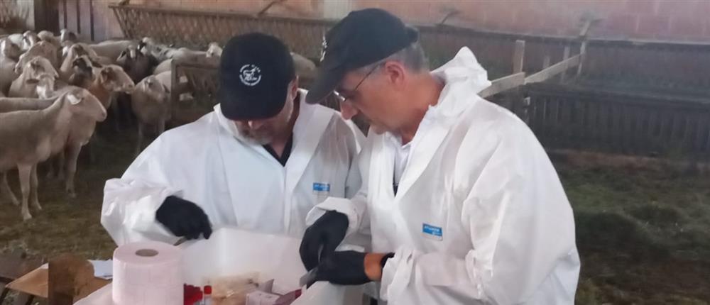 Πανώλη - έλεγχοι Πανώλη - έλεγχοι